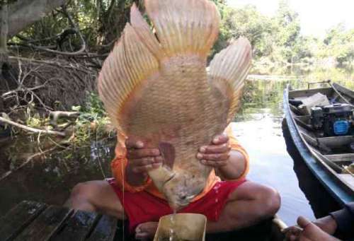 Mau Menuba Ikan Kades Penarikan Terancam Dipolisikan