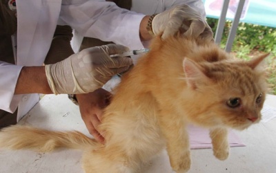 Distanak Sosialisasikan Bahaya Rabies Dikalangan Pelajar