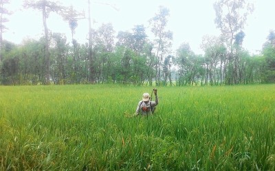 Hama Wereng Serang Tanaman Padi Petani Ponorogo