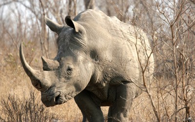 Diplomat Kedubes Korut Terlibat Penjualan Cula Badak Ilegal