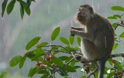 Kemana Satwa di Lahan Gambut yang Dibuka PT RAPP?