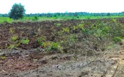 Lantak Kebun Masyarakat Dayun, PT RAPP Pilih Diam