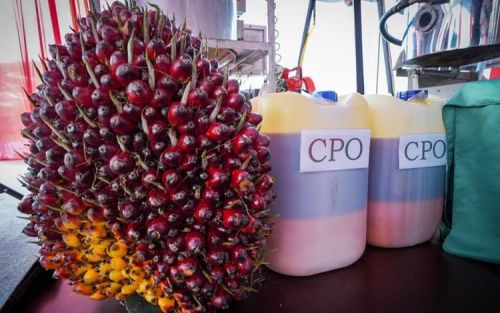 Jokowi Minta Koperasi Bangun Pabrik Minyak Makan Merah 