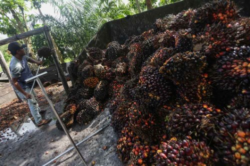 Harga TBS Sawit Riau Pekan Ini Naik Menjadi Rp2.680,04/Kg