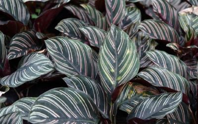 Mengenal Tanaman Hias Calathea, Dijuluki Tanaman Doa