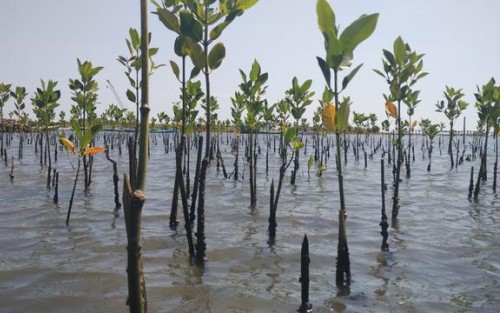 Rehabilitasi Mangrove Peluang Investasi Jangka Panjang
