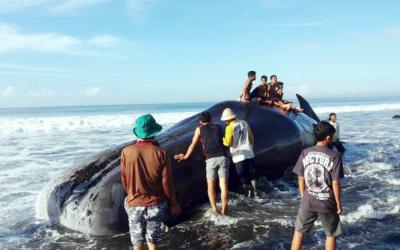 Paus Raksasa Terdampar di Pantai Tumpeng Klungkung Bali