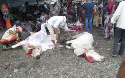Kelurahan Panipahan Potong 4 Sapi dan 2 Kambing