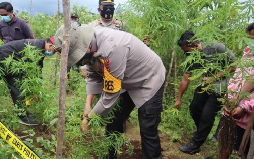 Polisi Tangkap Pemilik Ladang Ganja di Dairi Sumut