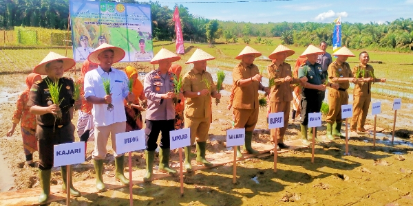 Dukung Swasembada Pangan Nasional, Bupati Rohul Serahkan Bantuan Traktor dan Bibit Padi Unggul