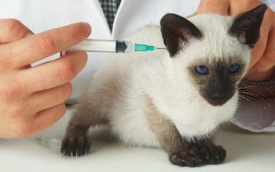 Distanak Vaksinasi Gratis Anjing dan Kucing di Pulau Bengkalis