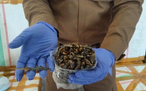 Cicak Kering jadi Primadona Pasar Ekspor ke Hongkong