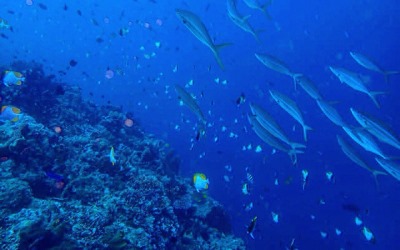 Indonesia - Singapura Kerjasama Eksplorasi Laut Dalam Jawa 