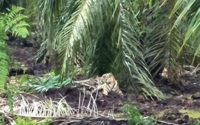 Kisah Misteri Perburuan Harimau Bonita di Inhil