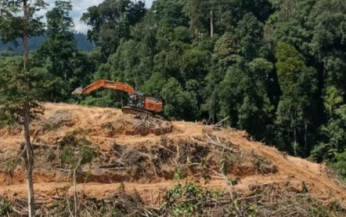 DLHK Riau Harus Tangkap Perambah Hutan di Inhu