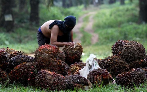 Harga Sawit di Riau Tembus Rp 3.244,57/Kg