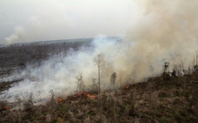 Polhut BTNTN Buru Pemilik Lahan Terbakar Dalam TNTN