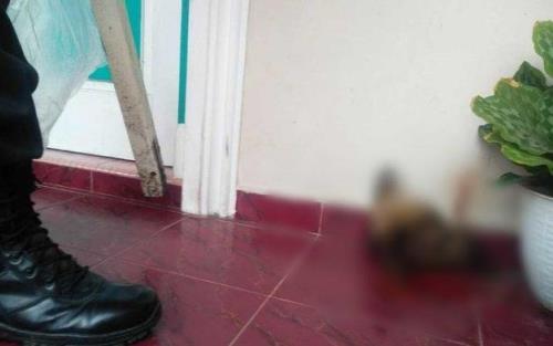 Rumah Kasi Penkum Kejati Riau Diteror Kepala Anjing