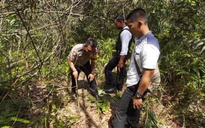 BBKSDA Riau Buru Harimau Pemangsa Sapi di Minas