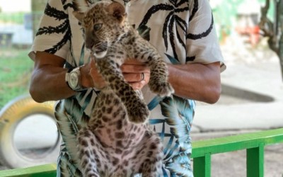 Anakan Leopard Sitaan Selundupan di Riau Mati