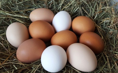 Kenapa Ada Telur Ayam Warna Coklat dan Putih? 