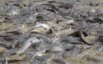 Gizi Lele Kalahkan Salmon, Laris Manis di Jepang dan Eropa