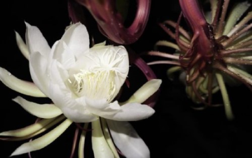 Mengenal Mitos Bunga Wijaya Kusuma dan Cara Merawat