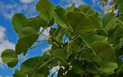 Daun Dadap, Solusi Kurangi Penggunaan Obat Kimia