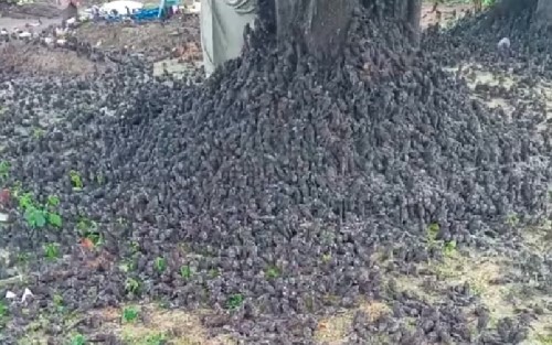 Viral Koloni Burung Pipit Berjatuhan dari Pohon