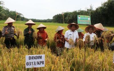 Wabup Sukiman Gelar Panen Padi di Desa Pasir Maju