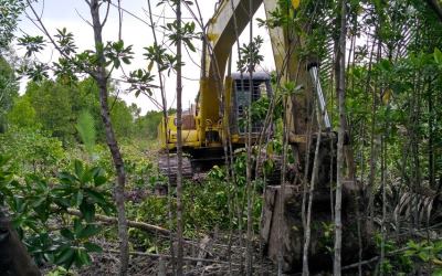 Perambahan Hutan Mangrove, Camat & Penghulu Tidak Tahu?