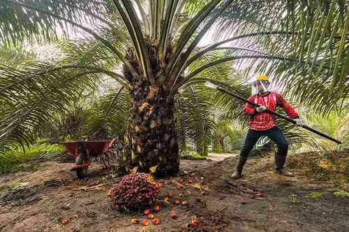 Tahun 2025 Kebun Sawit di Siak Wajib Kantongi Sertifikat ISPO