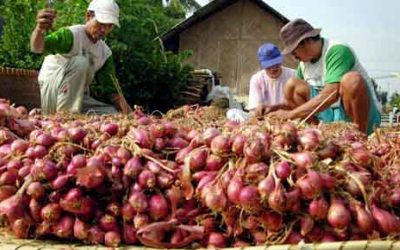 Mentan Klaim Harga Bawang Merah Sudah Turun