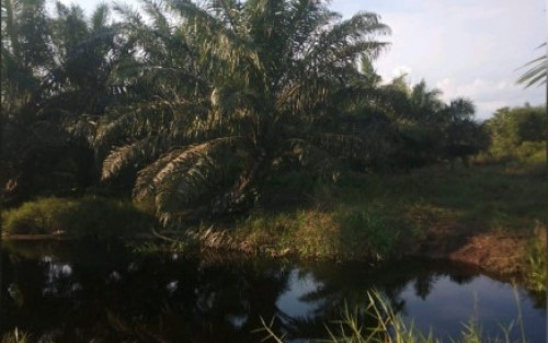 Kebun di Kawasan Hutan, PT PAA Dilaporkan ke Polda Riau