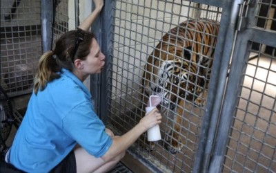 Petugas Kebun Binatang AS Tewas Diterkam Harimau Malaya