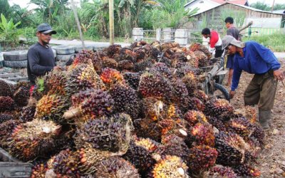 Harga TBS Kelapa Sawit di Riau Terus Naik