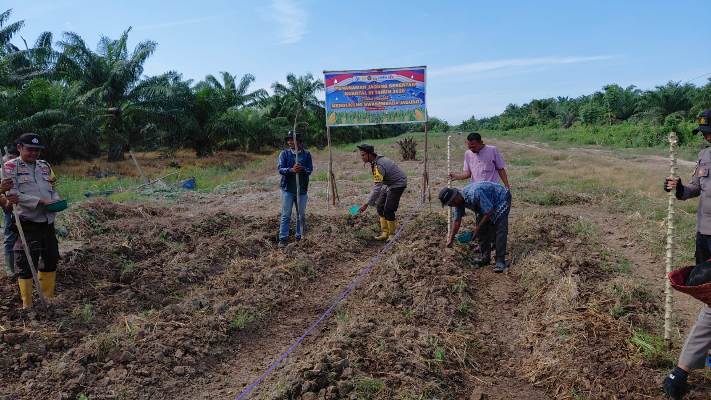 Polsek Panipahan Laksanakan Penanaman Jagung Kuartal III
