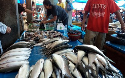 Udang Tiger Termahal Di Pasar Ikan Bireuen