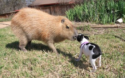 Tukang Gas di London Temukan Tikus Sebesar Anjing