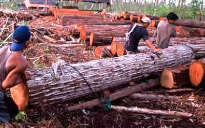 TNTN Pelalawan Tinggal Nama, Perambah Hutan Merajalela