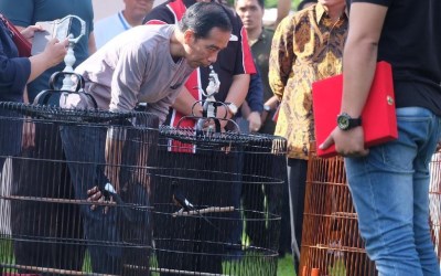 Murai Batu, Ini Kelebihan Burung yang Ingin Dibeli Jokowi