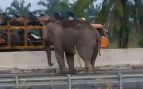 Viral, Gajah Menyeberang Tol Pekanbaru-Dumai