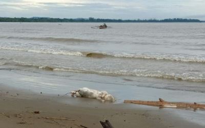 Bangkai Babi Berserakan di Pantai Tagaule Nias