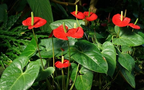 Anthurium Jenis Ini Bisa Jadi Opsi Tanaman Eksotis