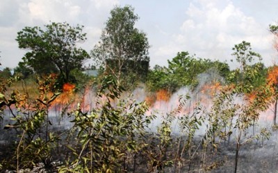 Terungkap, PT LIH & 27 Warga jadi Tersangka Pembakar Lahan di Pelalawan