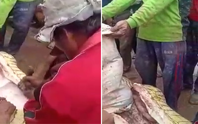 Warga Teluk Lanus Siak Tangkap Buaya Pemangsa Nelayan