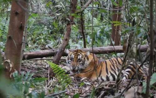 Warga Melihat Insiden Harimau Menerkam Pekerja HTI di Pelalawan