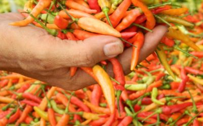 Harga Cabai Rawit Merah Masih Tinggi 