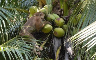 Dipetik Monyet, Inggris Boikot Produk Kelapa Thailand