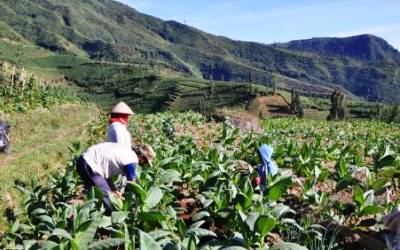 Akibat Letusan Gunung Raung Petani Tembakau Rugi Hingga Miliaran